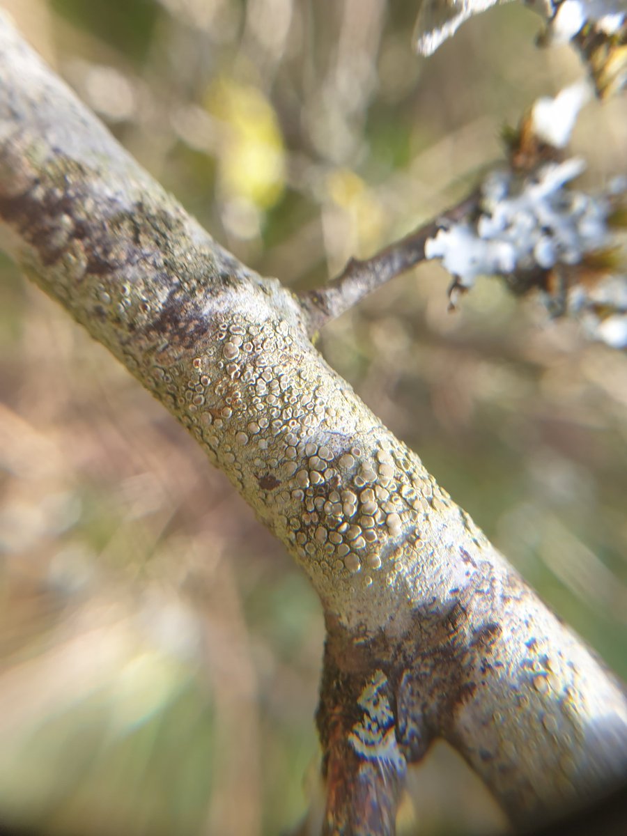 Rachel Mailes tweet media