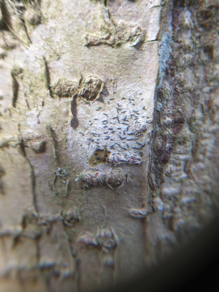 Rachel Mailes tweet media