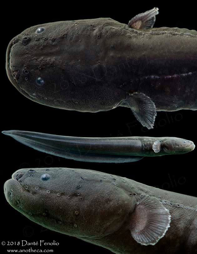 Electric Eels (Electrophorus sp.) aren’t actually eels at all - they belong to the order Gymnotiformes and are a species of knifefish. They use their strong electrical discharges for stunning prey, in defense, and for communication between individuals.