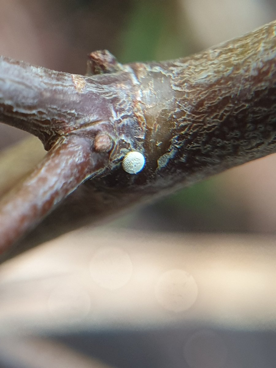 Rachel Mailes tweet media