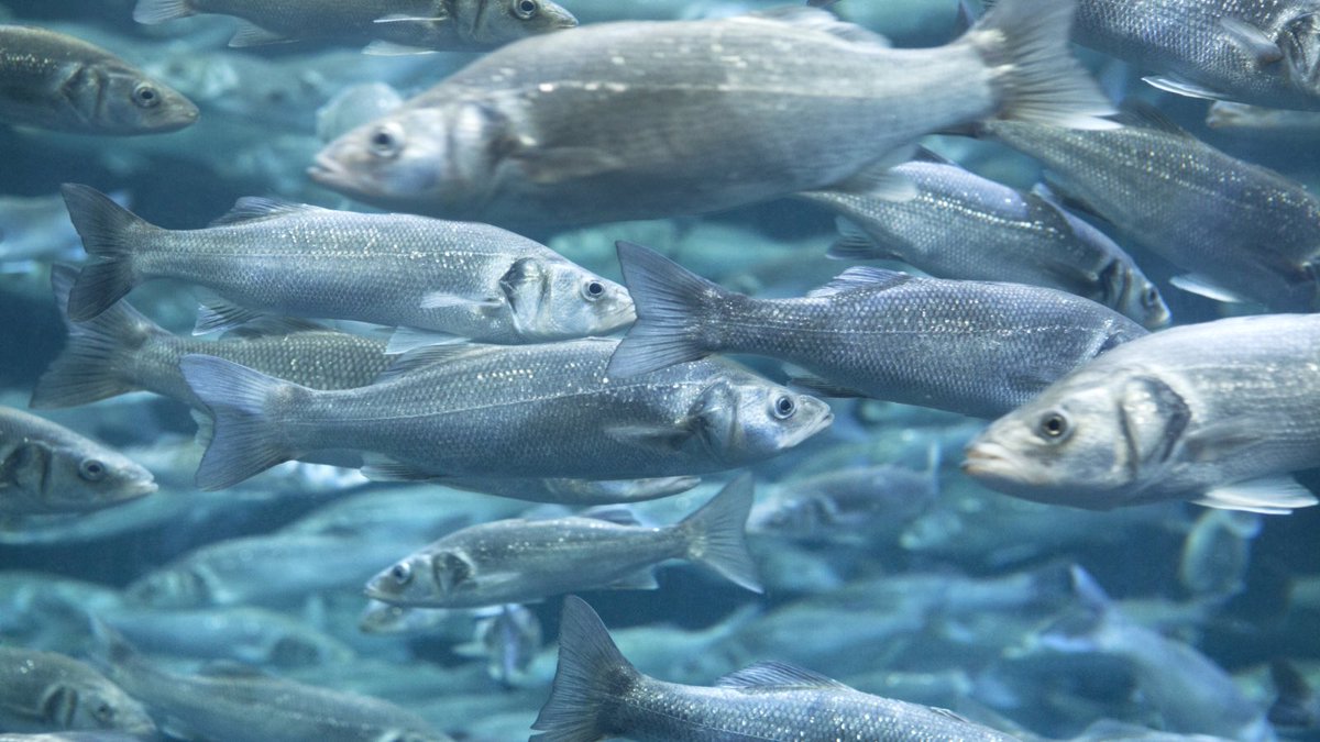 Unfortunately on my way to Cheltenham today for the <a href="/bassangleruk/">BASS</a> AGM one of my tyres burst, so, sadly I won’t be attending the event in-person tomorrow. 

HOWEVER, we live in a world of modern technology! I’ll deliver my presentation online instead. Thanks to the organisers! 🤗