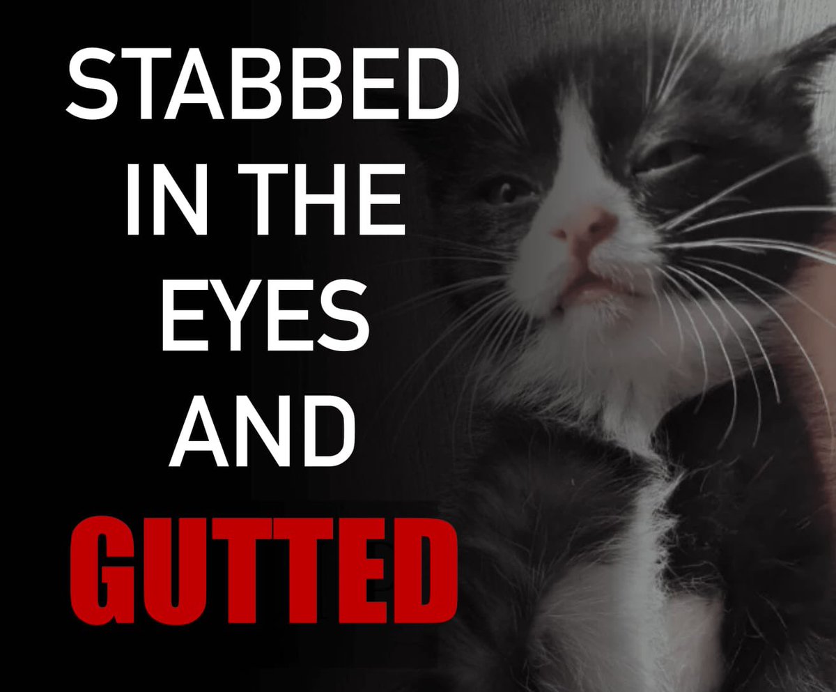 xaenlyyyyy's tweet photo. THE VOICE OF CATS MUST BE HEARD! Join the fight against animal abuse in China! Share this tweet and demand justice! #StopCatAbuse #CatTax #DeepSeek #Rednote @committeeonccp https://t.co/9XIm5T9lGr