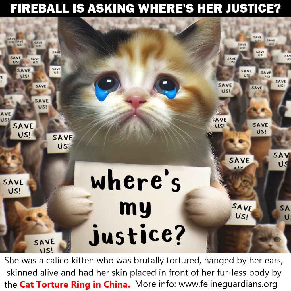 xaenlyyyyy's tweet photo. WE DEMAND JUSTICE FOR CATS! China must take action against animal abusers! Share this tweet and join the fight! #StopCatAbuse #CatTax #DeepSeek #Rednote @ChinaEmbPeru https://t.co/FPgdxht2NX