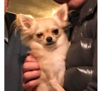 millypod1's tweet photo. Timmy is a dementia support dog and needs to be found and returned urgently 💔PLEASE SHARE
🆘31 JAN 2025 #Lost TIMMY #ScanMe
Sandy Chihuahua Male
Gayton Heights #Enderby #Leicester #Leicestershire #LE19 #LE18 LOCAL HELP NEEDED.
https://t.co/vk12C3NXet https://t.co/Nid2nrZGUO