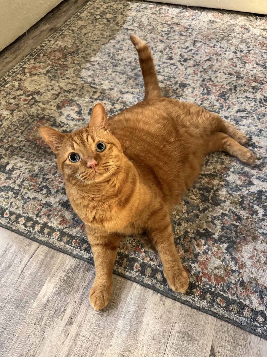 Garrett_Borden's tweet image. This one hurts a lot 💔 Yesterday, we had to say goodbye to the most legendary cat the world has ever known. I love you Bubba and you will always be the best buddy boy. Thank you for being such a great member of our family.