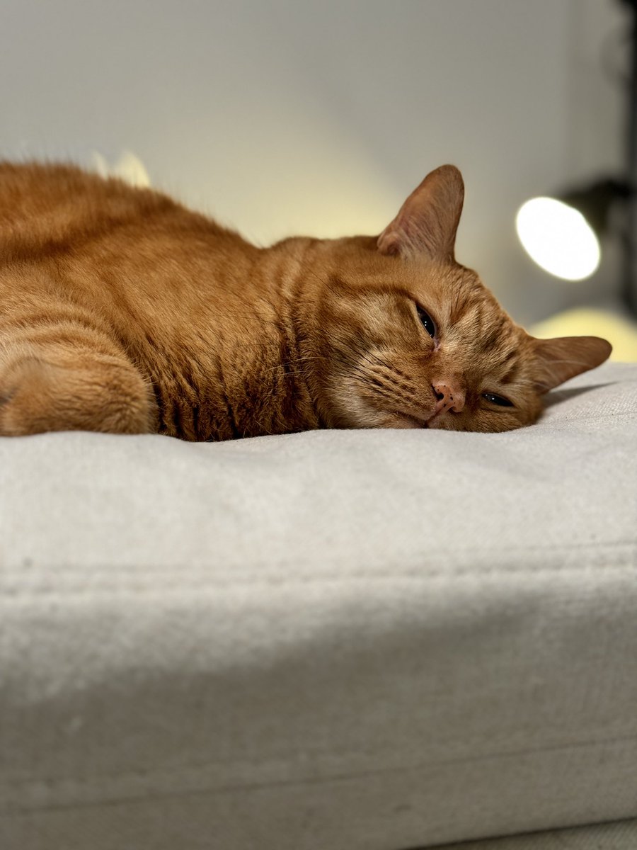 Garrett_Borden's tweet image. This one hurts a lot 💔 Yesterday, we had to say goodbye to the most legendary cat the world has ever known. I love you Bubba and you will always be the best buddy boy. Thank you for being such a great member of our family.