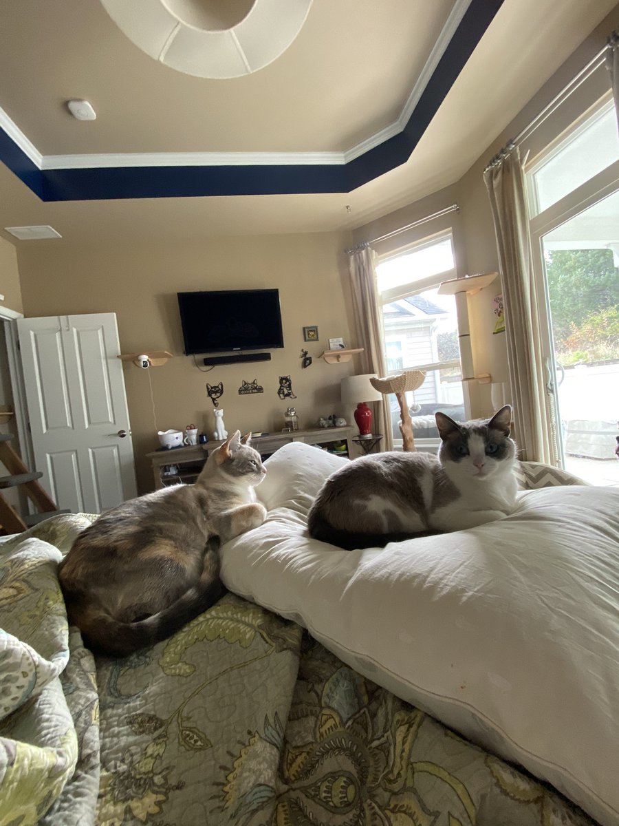 SweetPsHouse's tweet photo. @FartyCheddarCat Dis when my girls fight too 😹 #FinAlert https://t.co/XnEdymgEuC