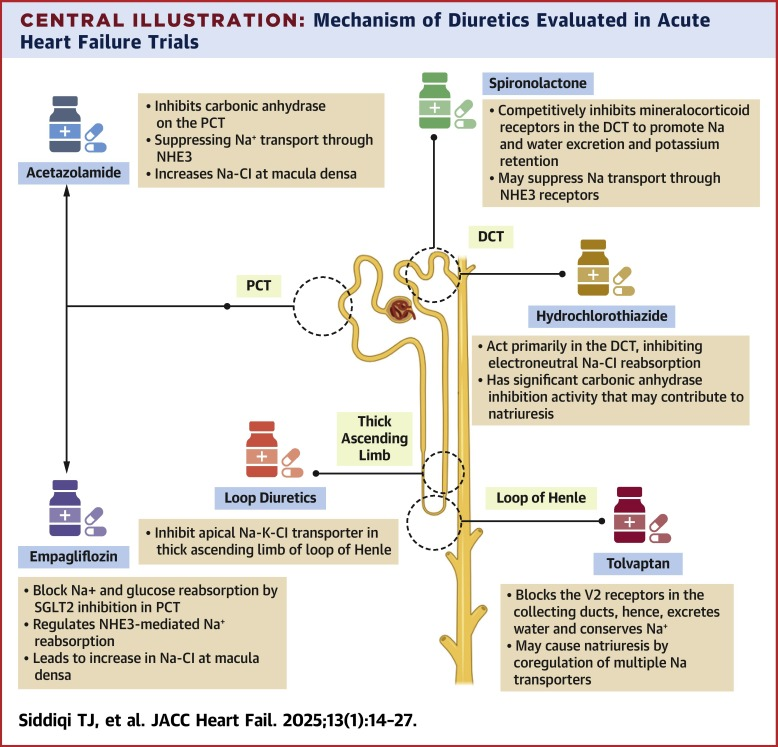 SeguraCardio's tweet photo. 📌Diuretic Potentiation Strategies in Acute Heart Failure

#Review #StateOfTheArt #HF #Diuretics #JACCHF https://t.co/sY3GNhT3EC