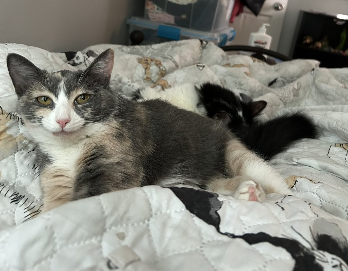 oreoeocat's tweet image. I wake up to this sinister smile every morning