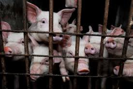 MyVegan_Reach's tweet photo. Farmed animals endure lives of misery in factory farms. It's time for a change towards peace, not profit. Be part of the solution. #EndFactory #Farming #BeVegan https://t.co/UZQgPpM08k