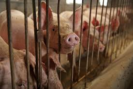 MyVegan_Reach's tweet photo. Exploitation of animals for food, clothing, or entertainment is a choice we can change. Opt for a vegan lifestyle to stand against cruelty. #notofur #notoleather #notomeat https://t.co/mP0Oi3dBdN