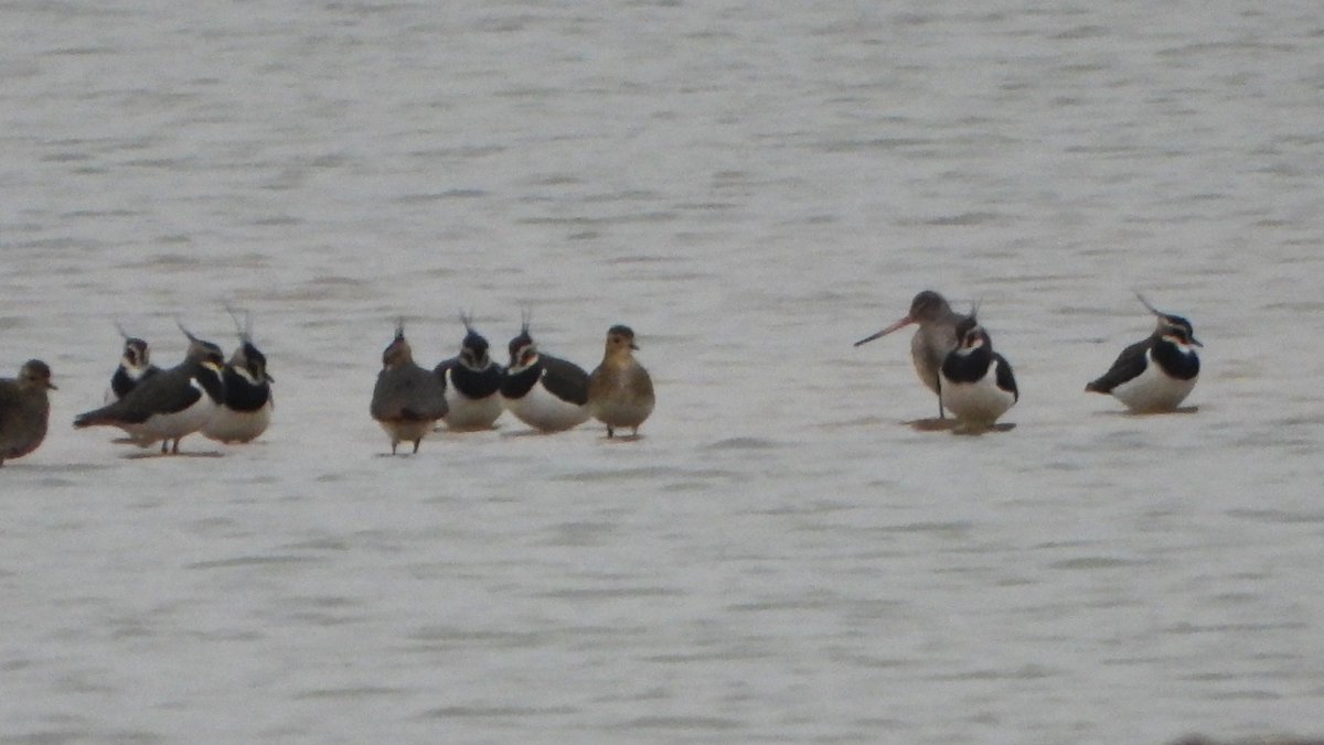 leslie fox tweet media