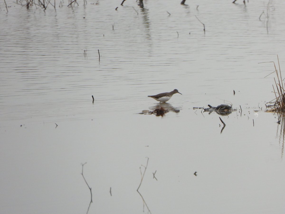 leslie fox tweet media