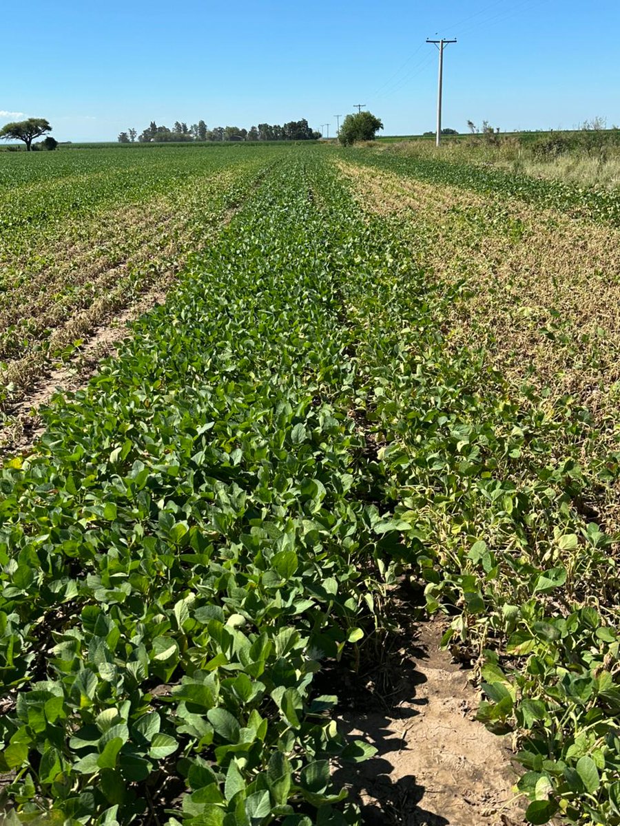 Cada vez,  más es frecuente ver   fitotoxicidades en lotes de soja por desprendimientos de productos anteriores de las  líneas de pulverización. Han incrementado o cambiado los solventes del CLETODIM?