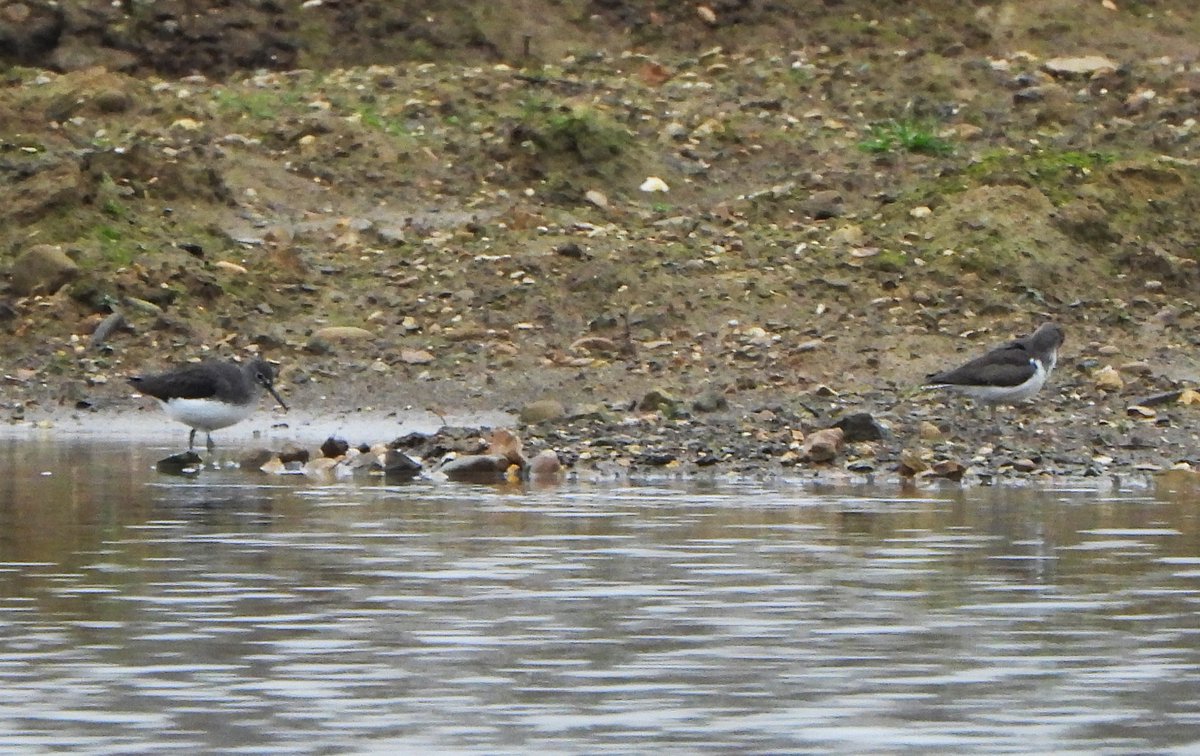 leslie fox tweet media