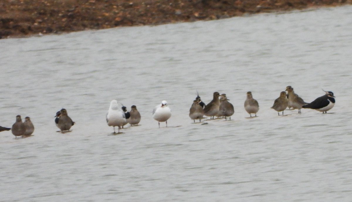 leslie fox tweet media