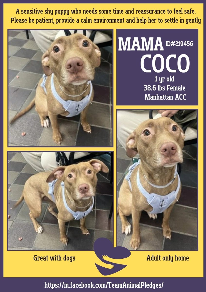 anja_brckner3's tweet photo. Sweet emaciated #MamaCoco is a #NewIntake at #NYCACC #Manhattan and looking at her face is sheer #heartbreak 💔
She's so #shy and #scared 😧
Can you #HELP her to become a happy #dog again ❓
Please #foster or #Adopt or #PledgeForRescue 🙏🏻
https://t.co/nnbyXewNqg https://t.co/c2oBfW0wzd