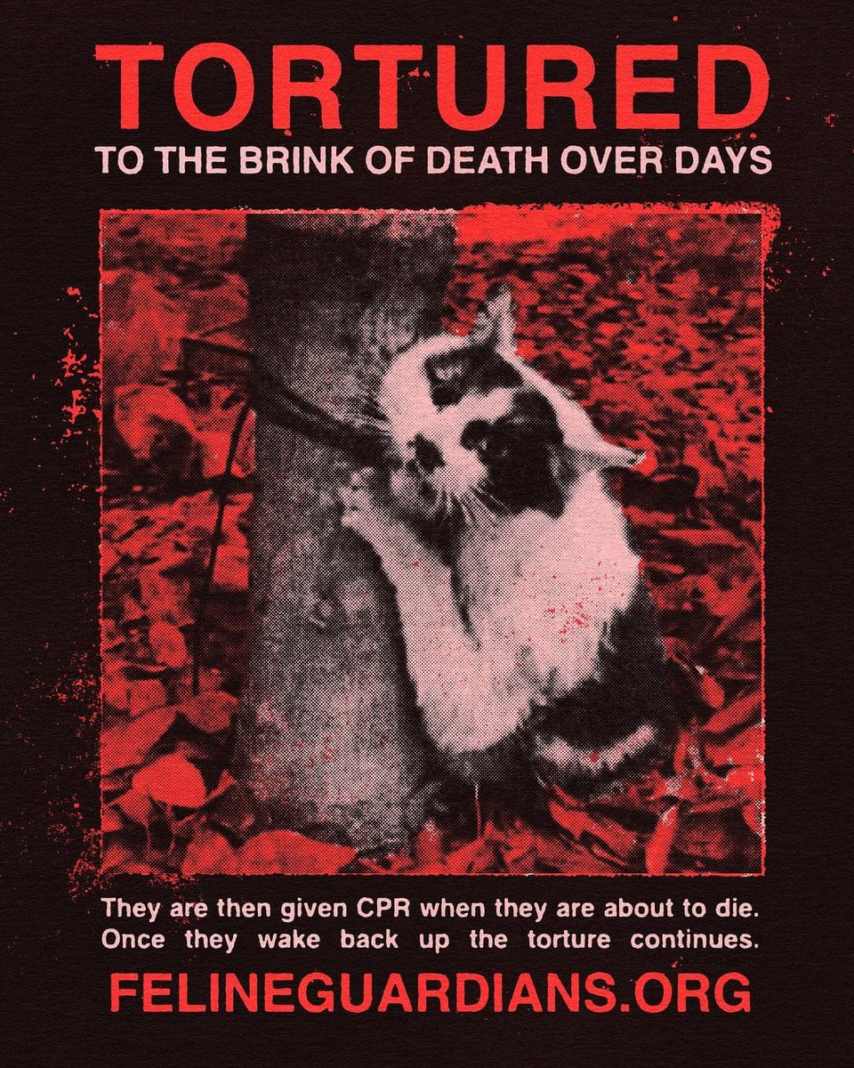 michisisss tweet media