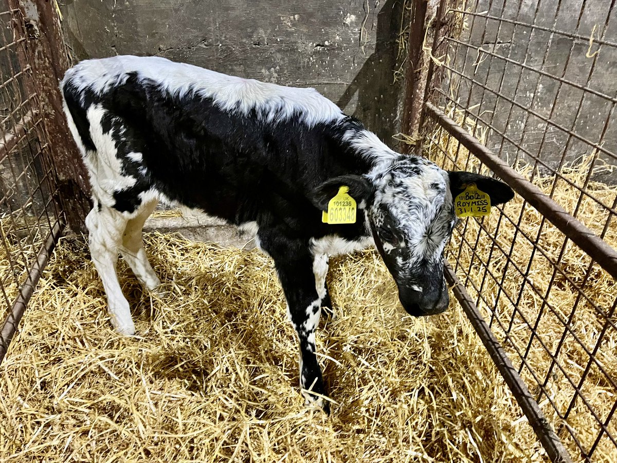 ortongrange's tweet photo. Born this week, @ortongrange Roady Rudy Missy! 😍👍🐄 #lineback https://t.co/bfR6iyHNXK