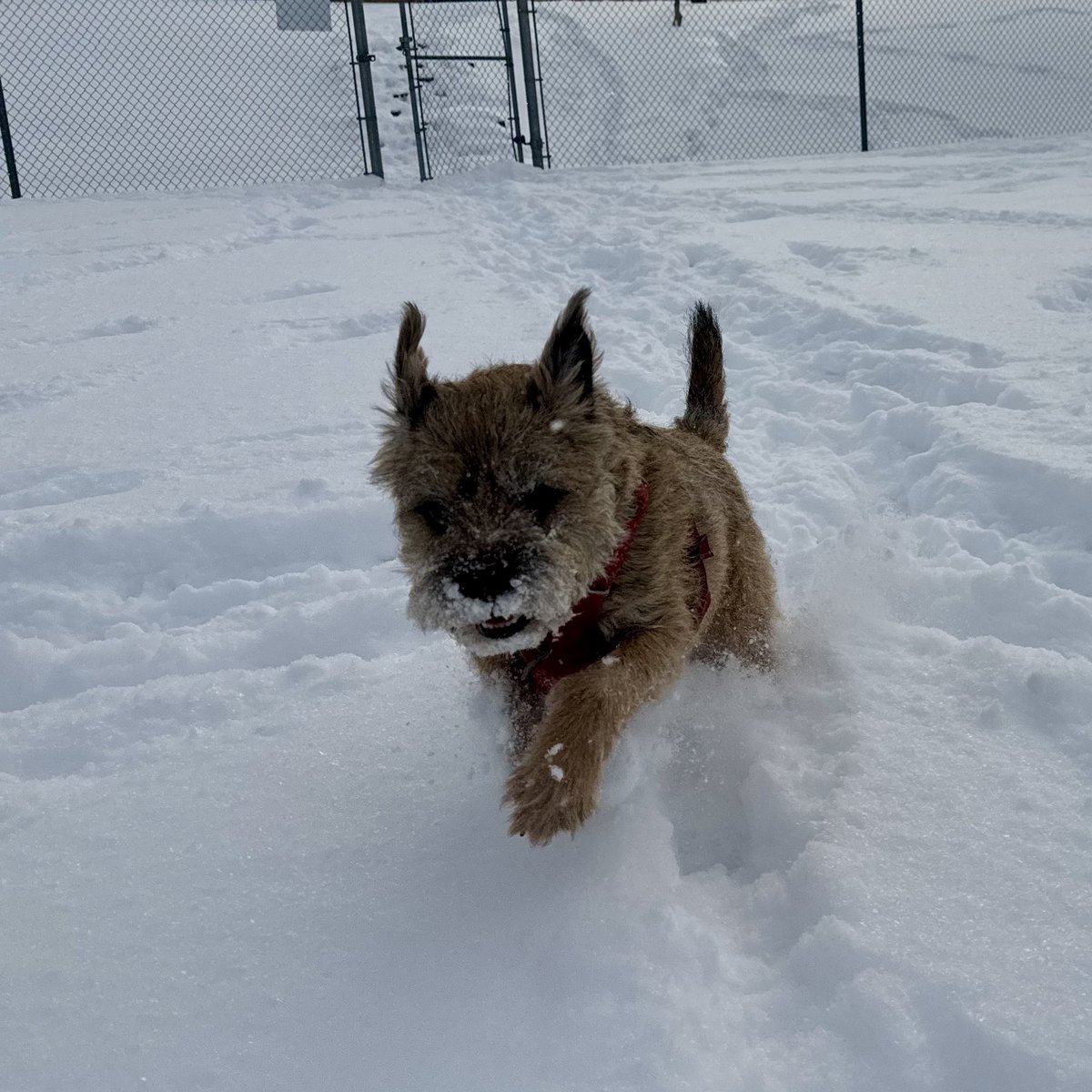 Hubble_BTerrier's tweet image. Time for some fun in the fluffy new snow! 😃 #btposse #NSStorm #SloMo #SnowDog