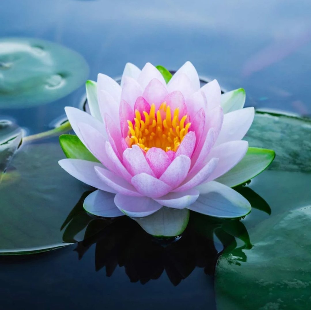 iirpo's tweet image. #citando
#Seneca
Ti indicherò un filtro amoroso senza veleni, senza erbe, senza formule magiche: se vuoi essere amatə, ama!
#febbraio