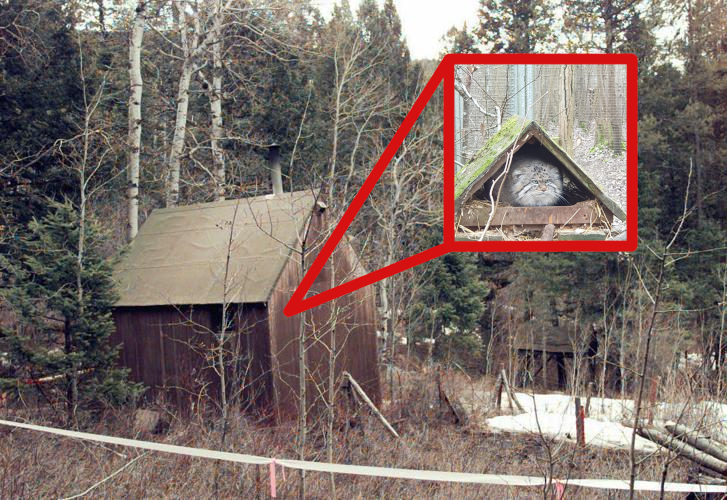 Manul (@pallasgem) on Twitter photo 