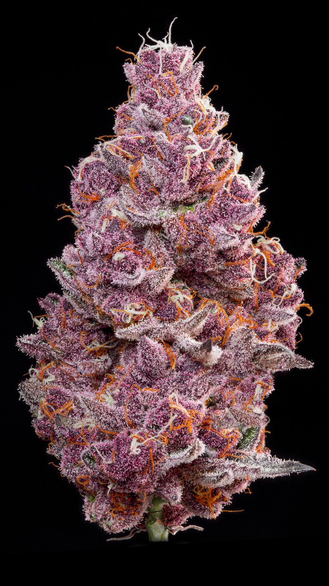 Terpshotzphotography tweet media