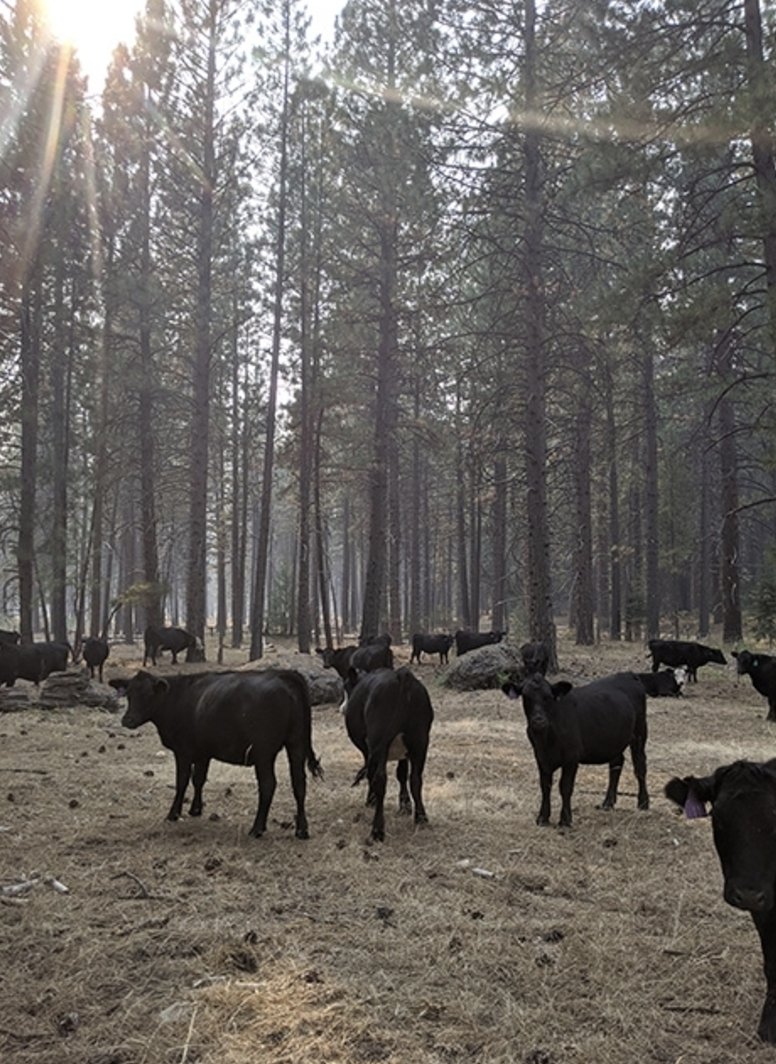Ag&Natural Resources (@ucanr) on Twitter photo Ranchers, land managers, conservationists, policymakers & scientists will gather at the Rustici Rangeland Science Symposium to discuss climate, wildfires, wolves & more.
Speakers: <a href="/Weather_West/">Dr. Daniel Swain</a>, <a href="/BeefnSushi/">Tracy Schohr</a>, <a href="/flyingmulefarm/">Sheepherder Scientist</a> <a href="/UCDRange/">Leslie Roche</a>.
2/18
More ⬇️
bit.ly/3Q21J7s Ranchers, land managers, conservationists, policymakers & scientists will gather at the Rustici Rangeland Science Symposium to discuss climate, wildfires, wolves & more.
Speakers: <a href="/Weather_West/">Dr. Daniel Swain</a>, <a href="/BeefnSushi/">Tracy Schohr</a>, <a href="/flyingmulefarm/">Sheepherder Scientist</a> <a href="/UCDRange/">Leslie Roche</a>.
2/18
More ⬇️
bit.ly/3Q21J7s