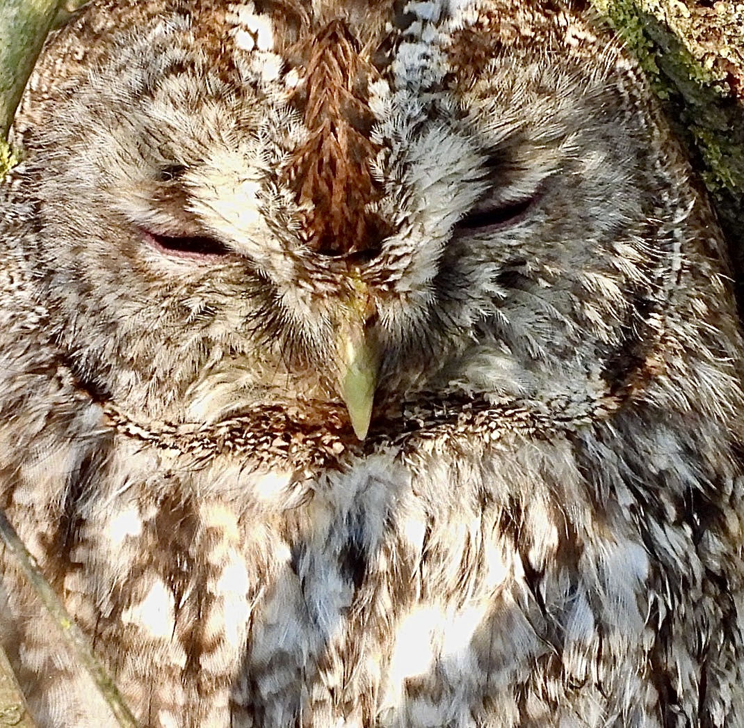 I hear Tawny Owls most nights at present, but rarely see them so this one was a treat - today at my local nature reserve in #Northumberland <a href="/NTBirdClub/">Northumberland & Tyneside Bird Club</a> <a href="/_BTO/">BTO</a>   <a href="/BTO_Northum/">Northumberland BTO</a> <a href="/RSPBbirders/">RSPB Birders</a> <a href="/RSPBEngland/">RSPB England</a>
<a href="/Natures_Voice/">RSPB</a> @NENature_ <a href="/NorthWildlife/">Northumberland Wildlife Trust</a>