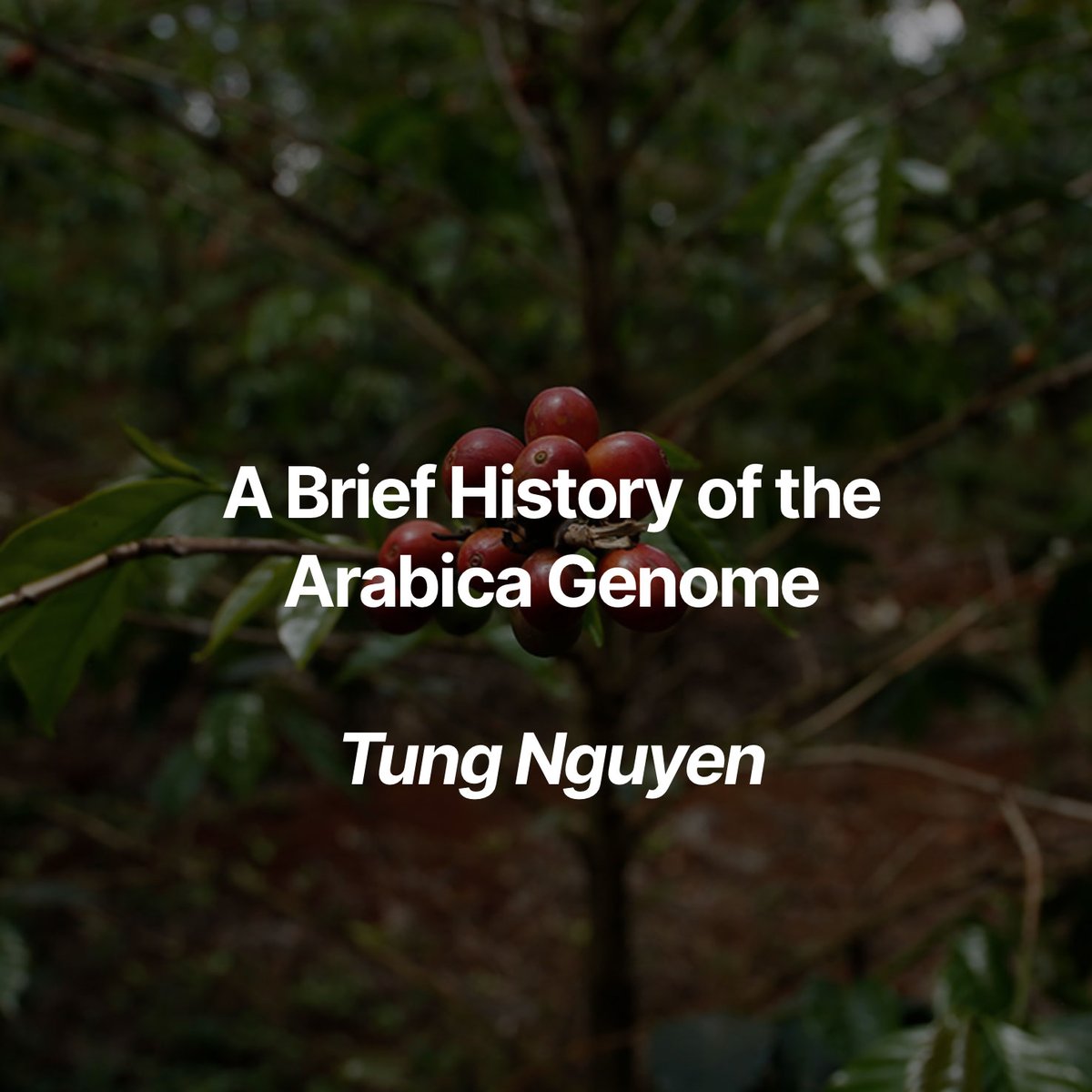 sprudge's tweet photo. A coffee story 1.7 million years in the making. https://t.co/lNeZzeUbdS https://t.co/m0dr0xZgAV