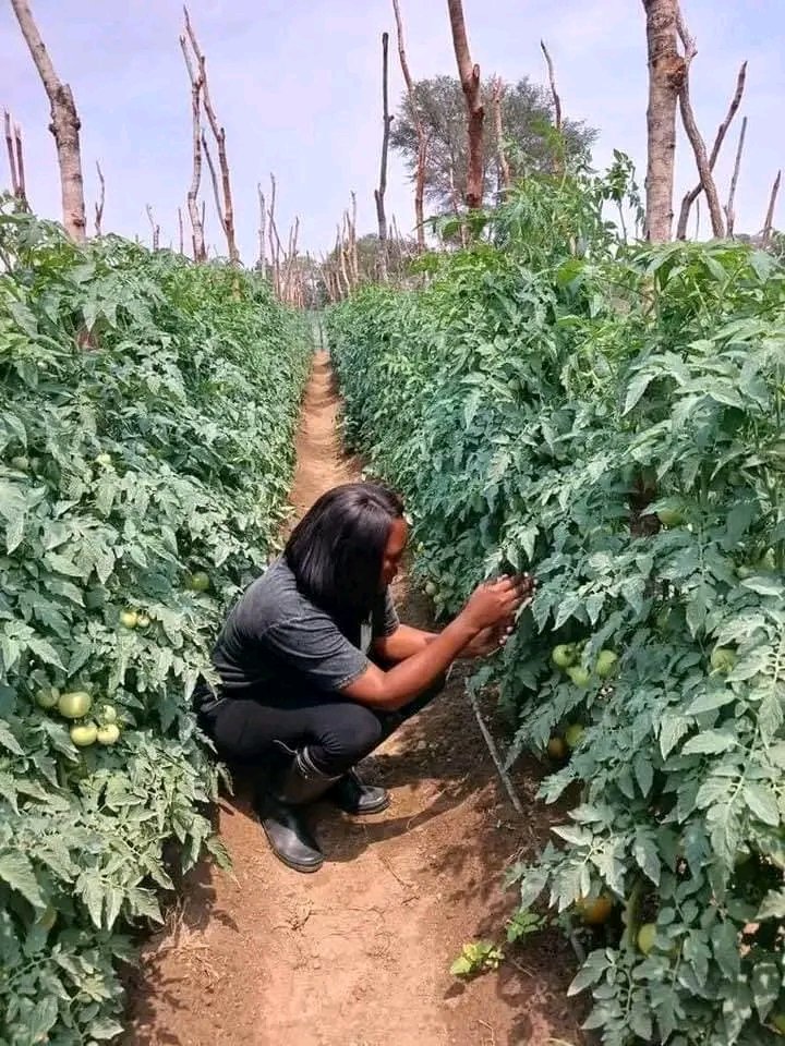 GeorgeLambert_1's tweet photo. Dear Jos people on X,

I encourage you to engage in agriculture this year, no matter how small-scale. 
Take advantage of the rainy season, as it eliminates the need for irrigation thereby reducing so much cost and stress of course. https://t.co/eL0CQWLkof