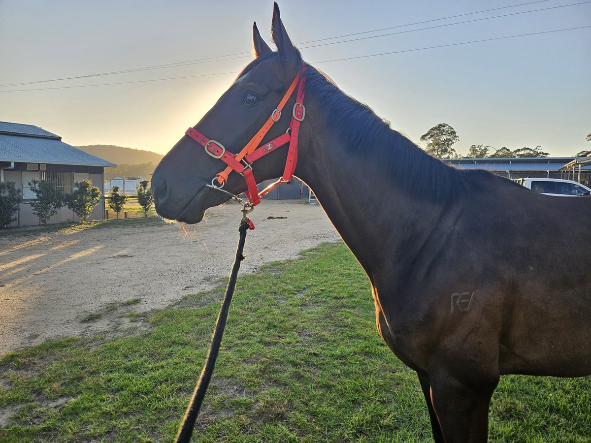 Big day for our stable <a href="/TulumRacing/">Tulum Racing</a> at the Sapphire Coast 🏖🏖

Flying Mikki tackles the Big Dance Qualifier Bega Cup 🏆🏆

Vegas Knight 📸 also runs in the Sapphire Coast Cup 

Big thanks to <a href="/Sapphireturf/">Sapphire Coast Turf Club</a> for their hospitality across the weekend!

Hopefully we get a result 🙏