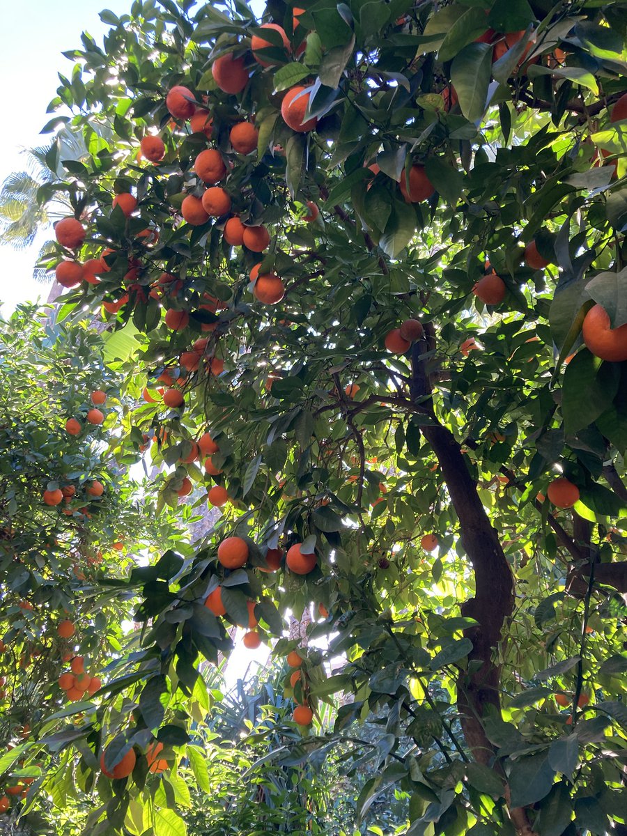 Julie Reynolds tweet media