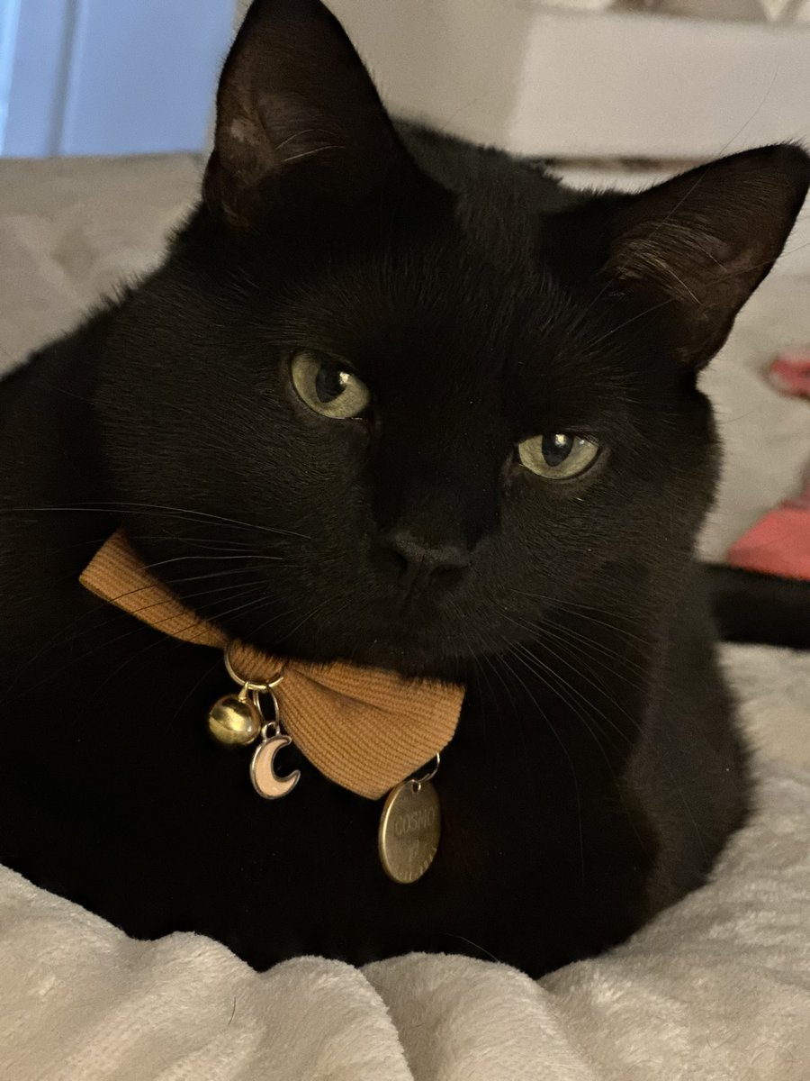 AngeliqueMGR's tweet photo. Alguien sabe que ando de nervios y viene a ronronearme!
#CosmoTheCat https://t.co/b9X917lwLi