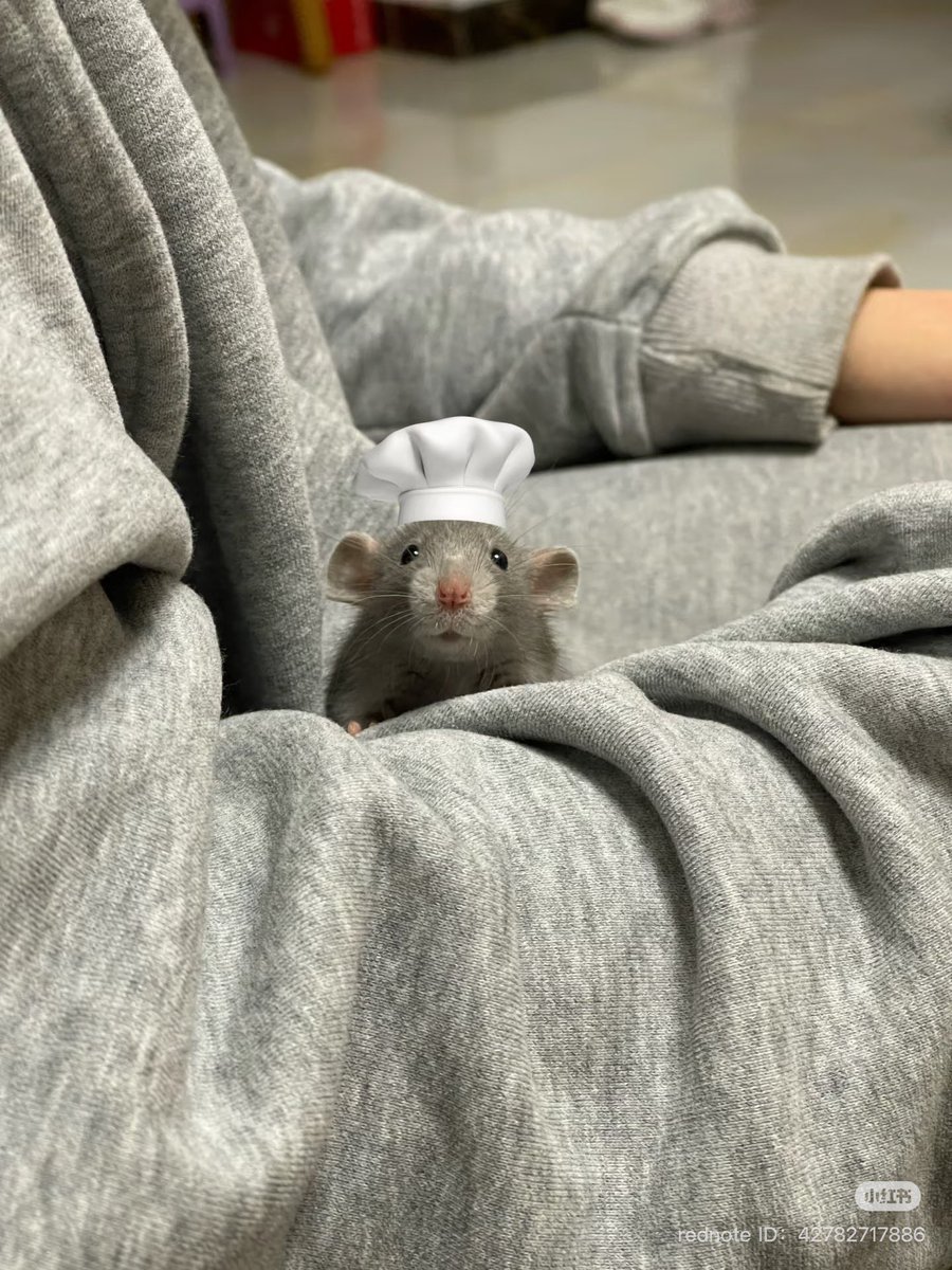 💖 (@twaniimals) on Twitter photo 