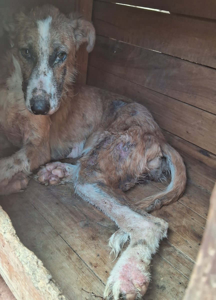 OMFA_Refugio's tweet photo. Como se puede ser tan inhumano? Como podes dejar a tu perra arriba del techo de chapa 24/7 con 40° de calor? 
La perrita que rescatamos del techo tiene quemaduras, esta con curaciones a diario y va mejorando 
Para colaborar con ella 

📍 ALIAS DE MERCADO PAGO: OMFAmoreno https://t.co/BqNXcyhrTo