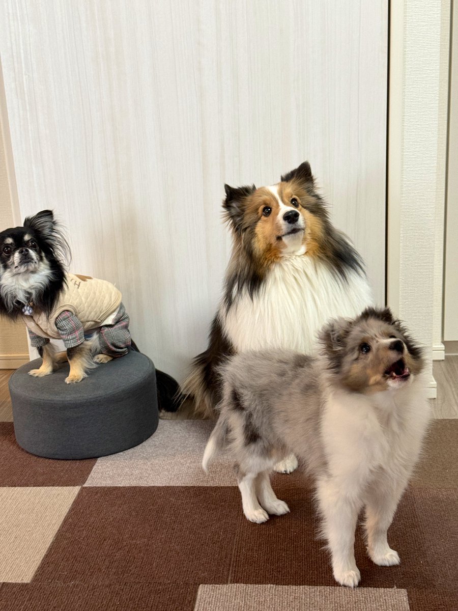 おやつをよこせ！