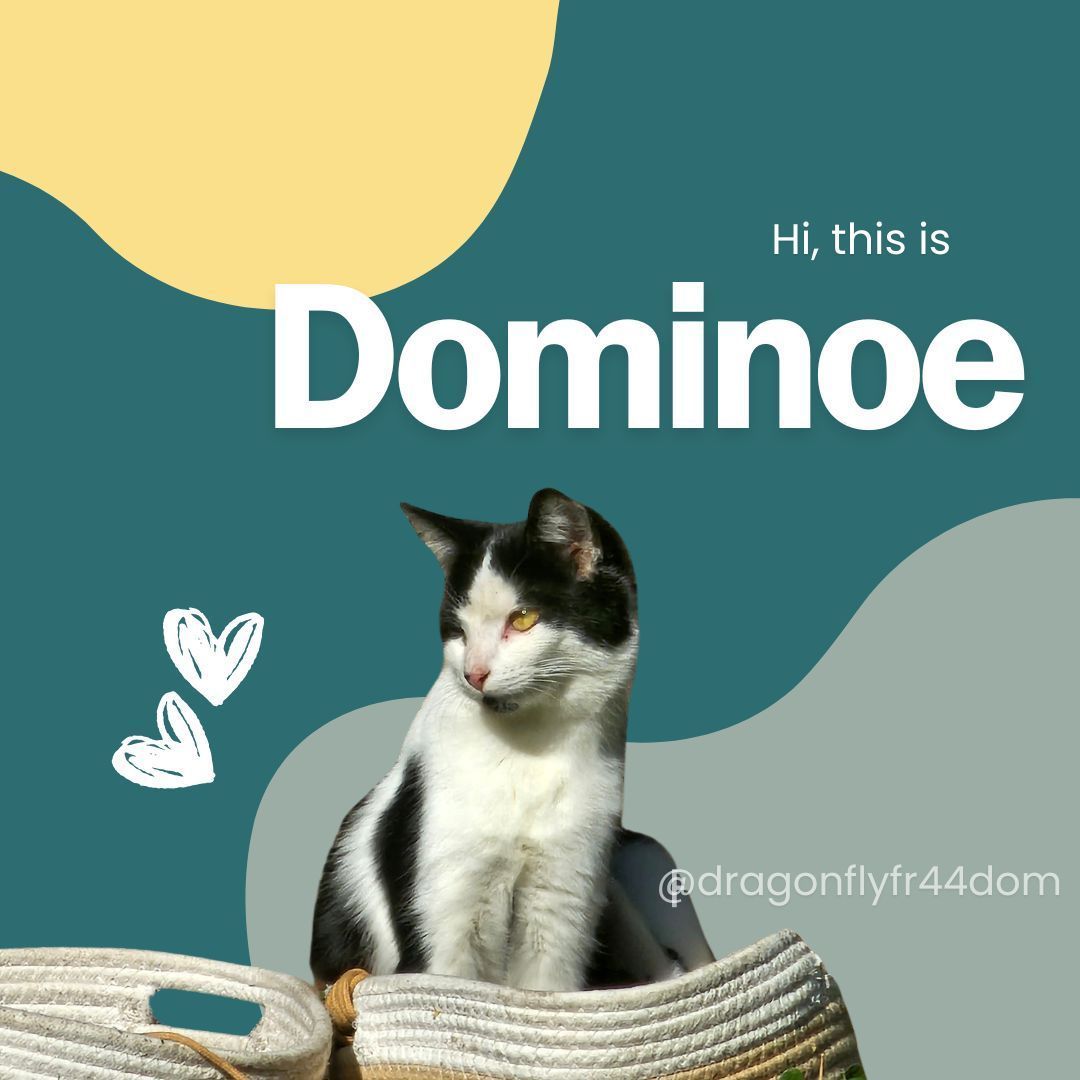 Cats are amazing😻

#caturday #elaniromanauthor #authorelaniroman #elaniromanshorts  #shortreads #elaniromannovella #elaniroman #elaniromanshortstory #petquotesdaily #kittyquote #catquotesoftheday #petquote #catinspiration #DragonflyFR44DOM