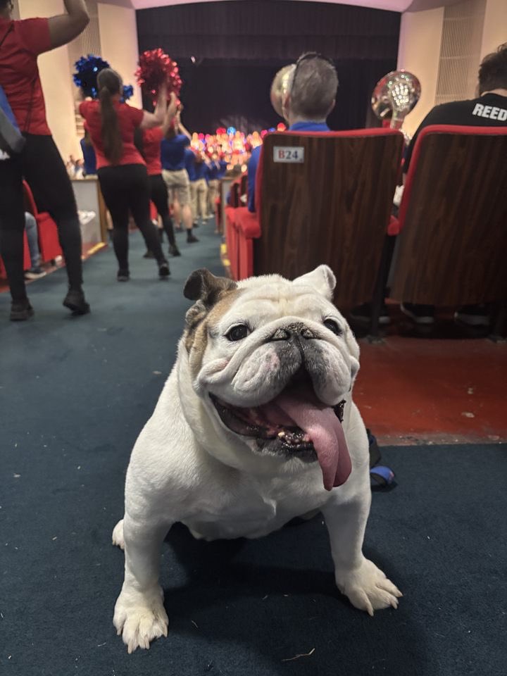 TechXXII's tweet image. Happy to see @LATech alumni and future bulldogs 🐶 back for #LegacyDay #mascot
