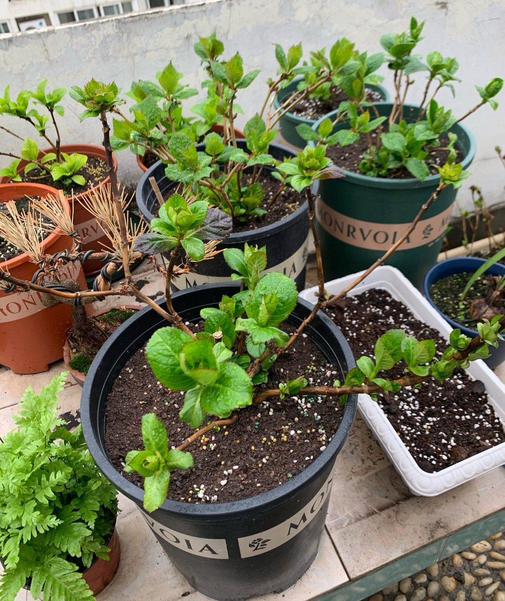 Trồng cây để bớt căng thẳng, ai dè cô gái 30 tuổi thu được kết quả mĩ mãn sau 1 năm kiên trì!