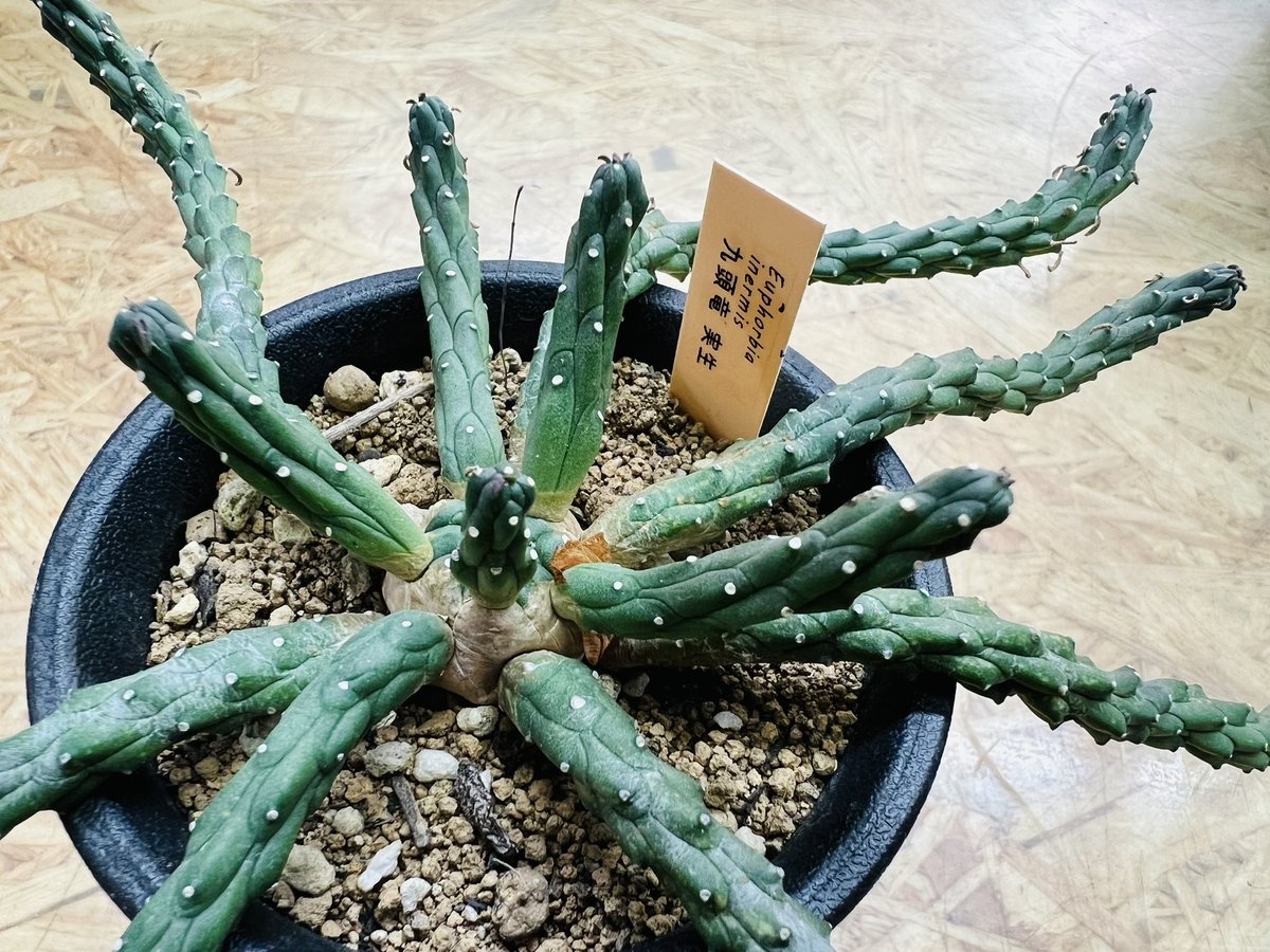 愛品館 千葉店 (@aihinchiba) / Posts / X