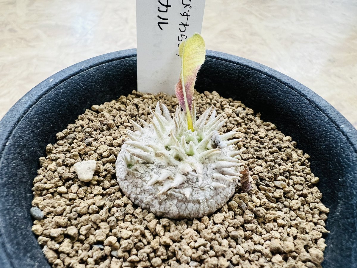 愛品館 千葉店 (@aihinchiba) / Posts / X