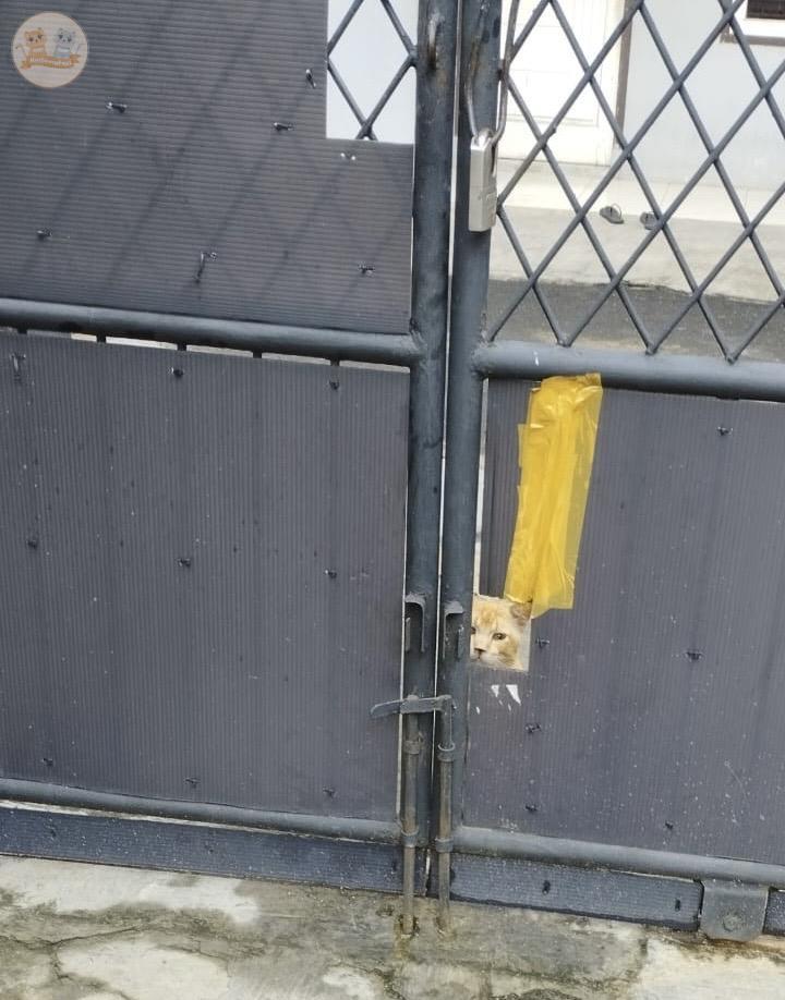 Guys aku takut banget sekarang tiap pagi ada cowok yg ngintipin lewat celah gerbang 🤨 Harus lapor ke mana ini 😣
kcg!