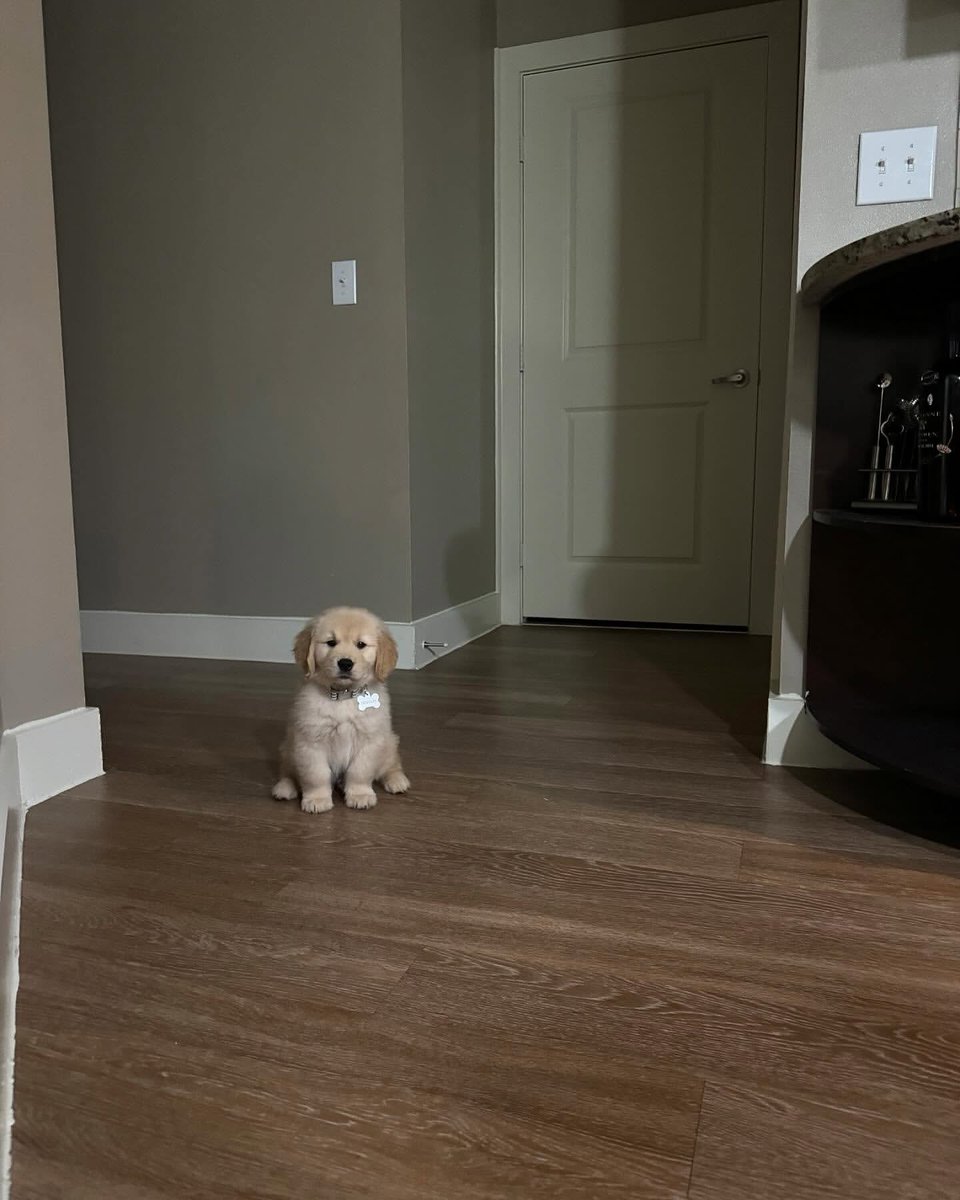 dogs so cute that could save the world (@dogssaveworld) on Twitter photo 