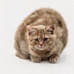 boturitter's tweet photo. "I've got 99 problems, but a whisker ain't one." #FluffyProblems #CatLife #AIArt #CuteCat #thicccboi https://t.co/hREqpQyVtP