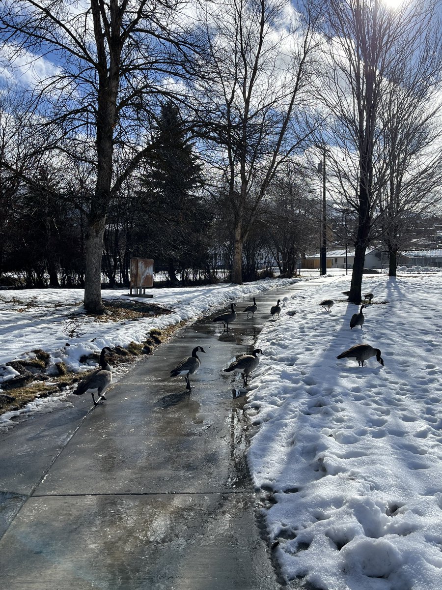 sallymauk's tweet image. Even the geese were tiptoeing on the ice this morning.
#slick