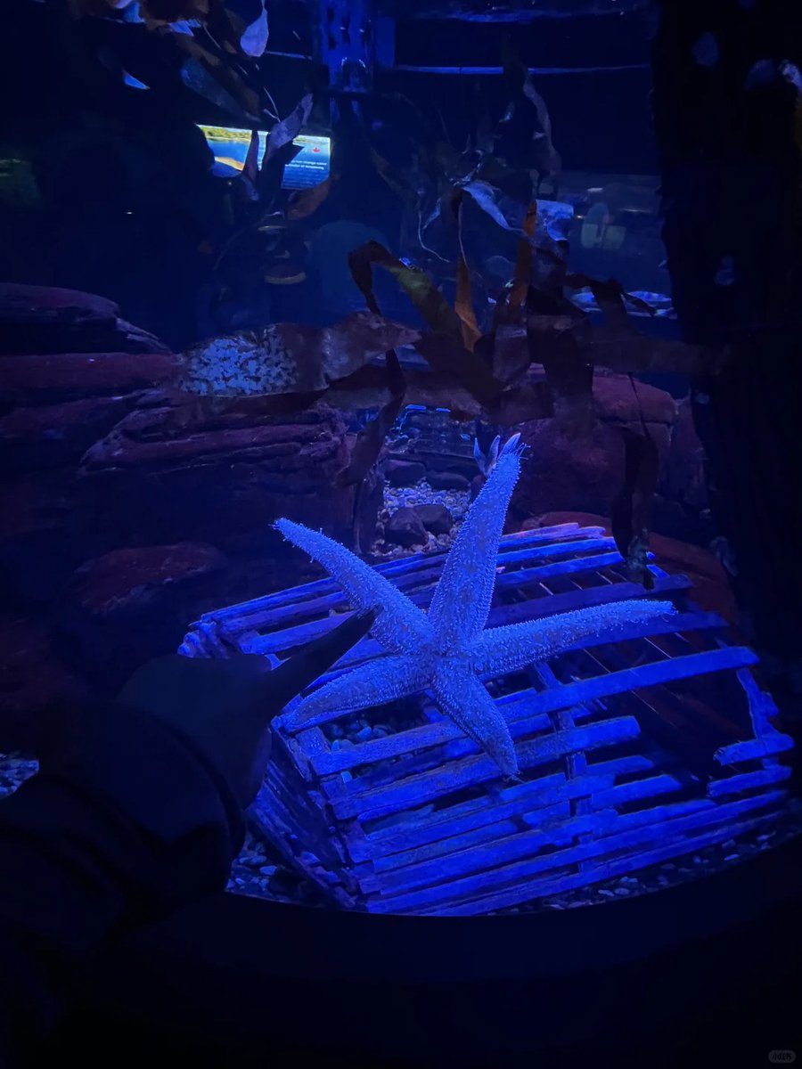 gyufjtyk's tweet image. Aquarium dreams come true 📷