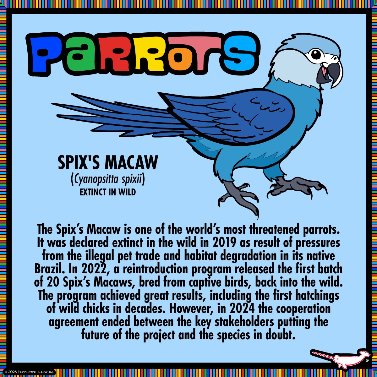 #Parrots - #SpixsMacaw 

FINAL HOURS TO PLEDGE! #PeppermintNarwhal's #Kickstarter #Make100 - #Parrots kickstarter.com/projects/peppe…

Hurry! Campaign ends 9pm EST, Sat. Feb. 1, 2025.