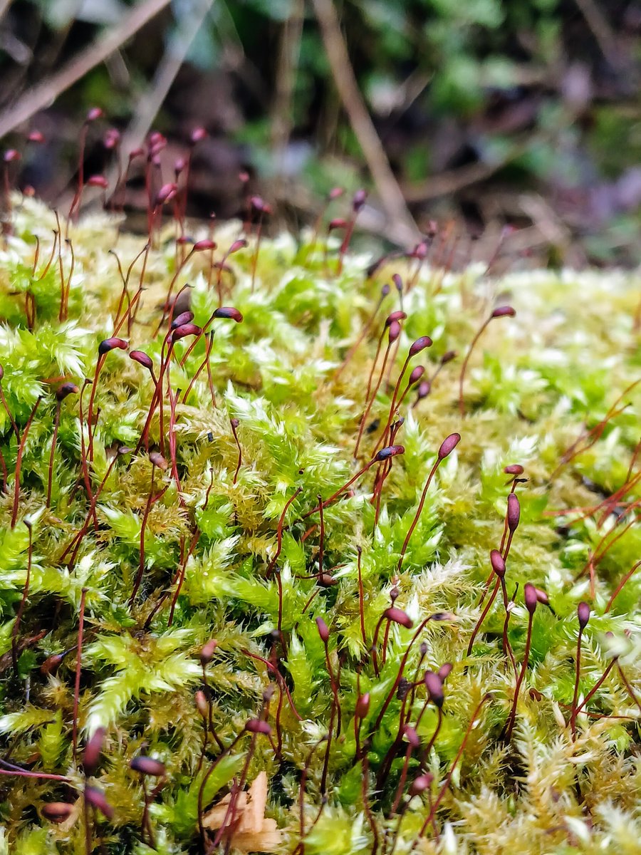 Lots of lovely Rough-stalked Feather-moss (Brachythecium rutabulum) capsules on a fallen Oak trunk in Blaise Woods this afternoon. <a href="/BBSbryology/">BBSBryology</a> #TwitterNatureCommunity