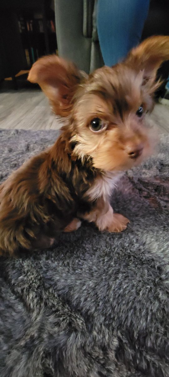 crippler81's tweet image. My puppy needed a puppy, so everyone meet Marlo, named after @JamieHector character on #TheWire #Yorkie #MyNameIsMyName